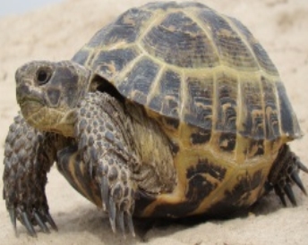 Среднеазиатская черепаха — Википедия
